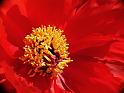 Fiori e Natura - 048
